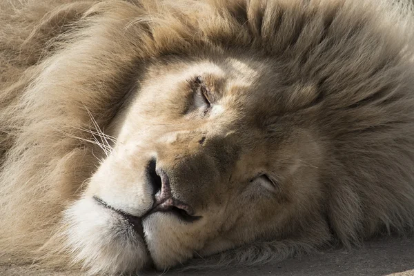 León durmiendo —  Fotos de Stock