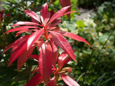 Pieris japonica çalı