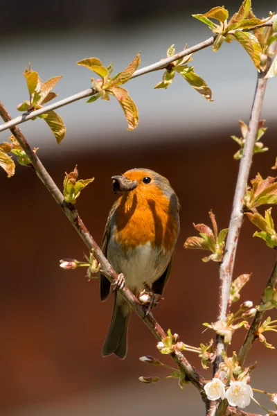 Robin seno rosso — Foto Stock