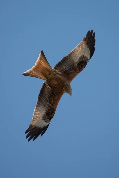 Rode vlieger tijdens de vlucht — Stockfoto