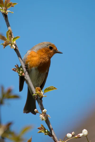 Robin red piersi — Zdjęcie stockowe