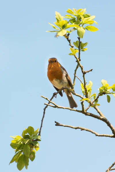 Robin seno rosso — Foto Stock