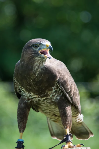 Buzzard comum — Fotografia de Stock