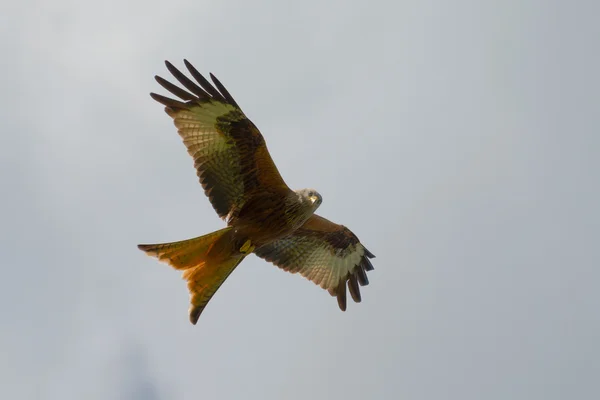 Red Kite — Stock Photo, Image