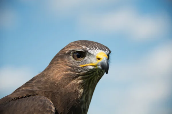 Buzzard comum — Fotografia de Stock