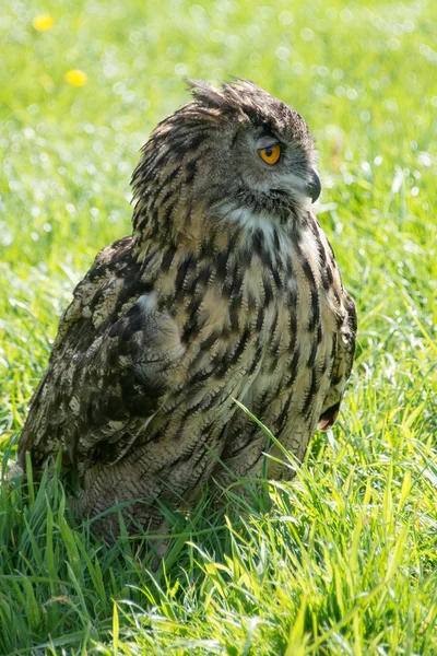 Europese oehoe — Stockfoto