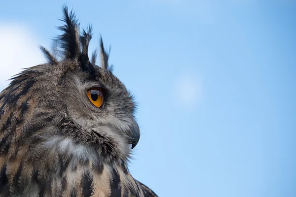 European Eagle Owl — Stock Photo, Image