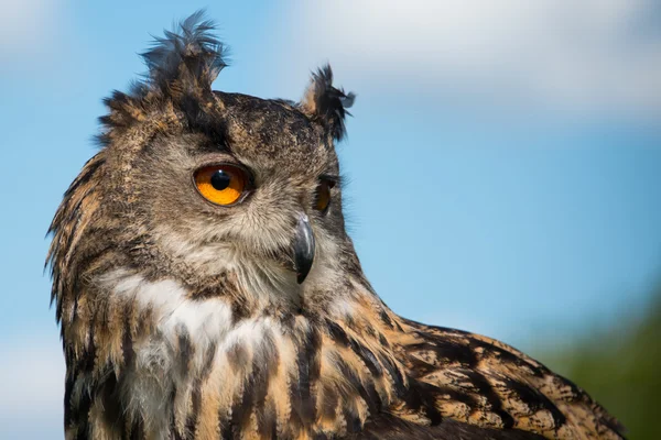 Chouette aigle européenne — Photo