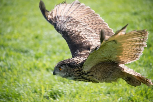 European Eagle Owl — Stock Photo, Image