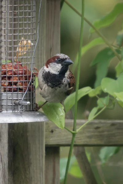 Tree Sparrow on bird feeder — Stock Photo, Image