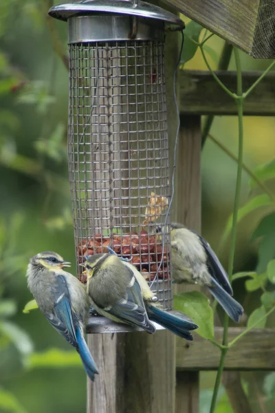 Pimpelmees op Vogelhuis/waterbak — Zdjęcie stockowe