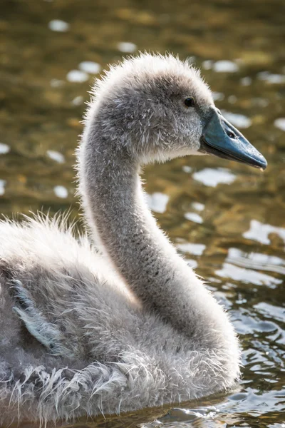 Cygnet łabędź — Zdjęcie stockowe