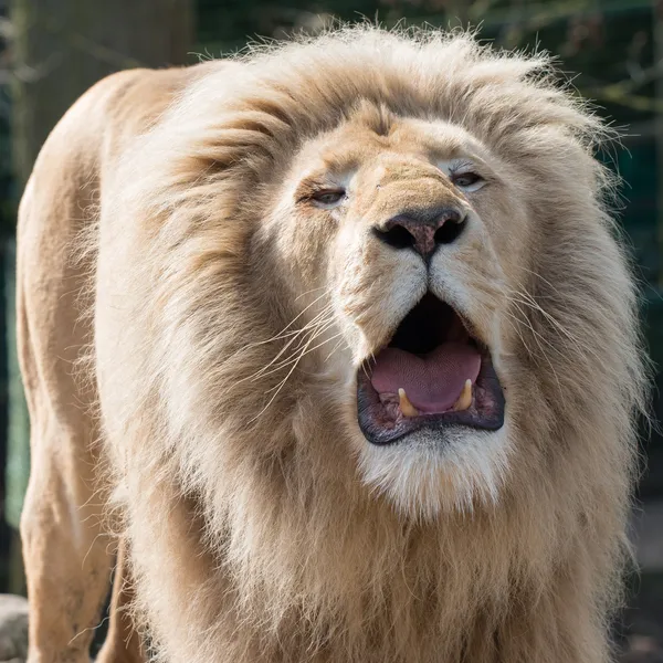 Roaring male lion — Stock Photo, Image