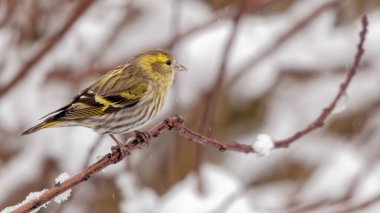 Dişi bir Siskin, karlı havada dalda küçük bir kuş Carduelis spinus
