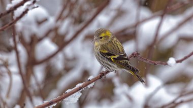 Dişi bir Siskin, karlı havada dalda küçük bir kuş Carduelis spinus