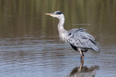 Gri balıkçıl portresi.