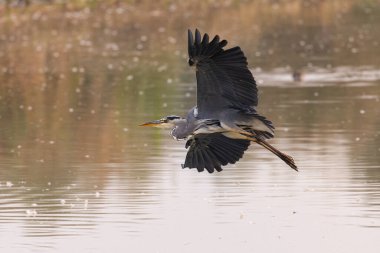 Gri balıkçıl gölün üzerinde süzülüyor