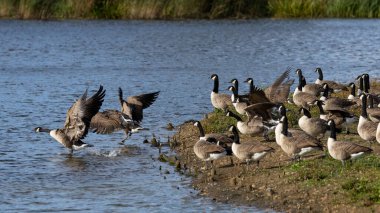 Kanada Kaz Sürüsü uçmak üzere
