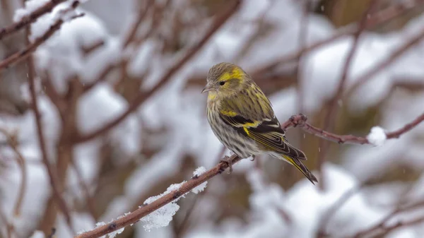 Una Femmina Siskin Uccellino Ramo Tempo Nevoso Carduelis Spinus — Foto Stock