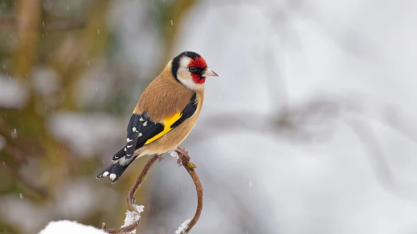 Carduelis carduelis. A brightly coloured male Goldfinch perched on a branch in snow