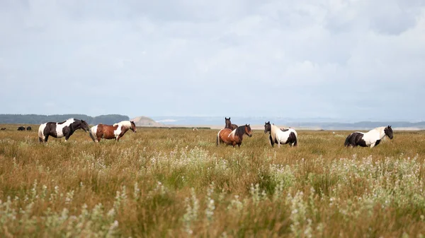 Flock Vilda Ponnyer Gower Peninsula Wales Storbritannien — Stockfoto