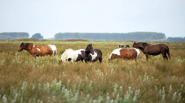 Flock Vilda Ponnyer Gower Peninsula Wales Storbritannien — Stockfoto