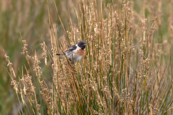 Maschio Stonechat Uccellino Saxicola Rubicola — Foto Stock