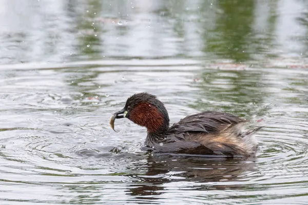 Single Little Grebe Swimming Fish Its Beak — Stock Photo, Image