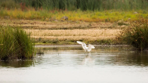 Pequeño Pájaro Zancudo Con Alas Extendidas Caminando Medio Lago —  Fotos de Stock
