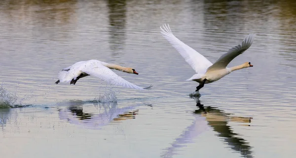 Krásná Dvojice Němých Labutí Letu — Stock fotografie