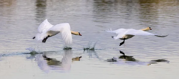 Beautiful Pair Mute Swans Flight — Stock Photo, Image