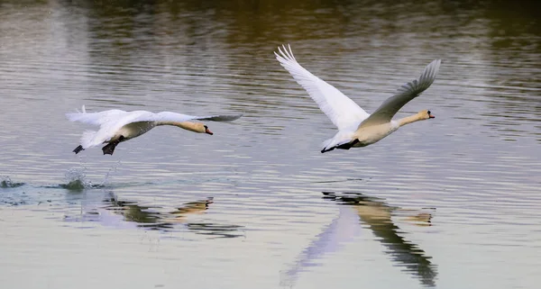 Belo Par Cisnes Mudos Voo — Fotografia de Stock