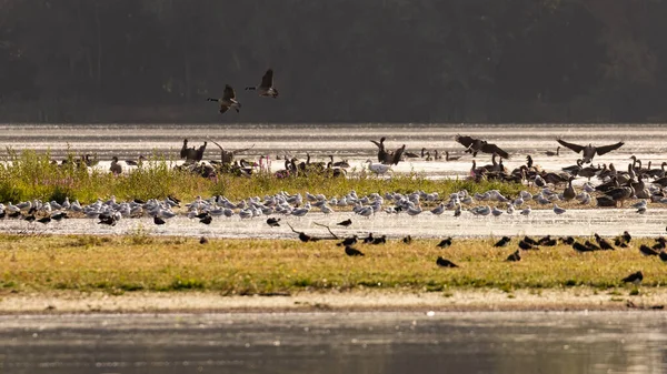 Ngiltere Nin Güneyindeki Bir Gölde Vahşi Kuşlar — Stok fotoğraf
