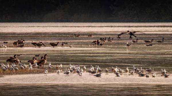 Aves Selvagens Lago Sul Reino Unido — Fotografia de Stock