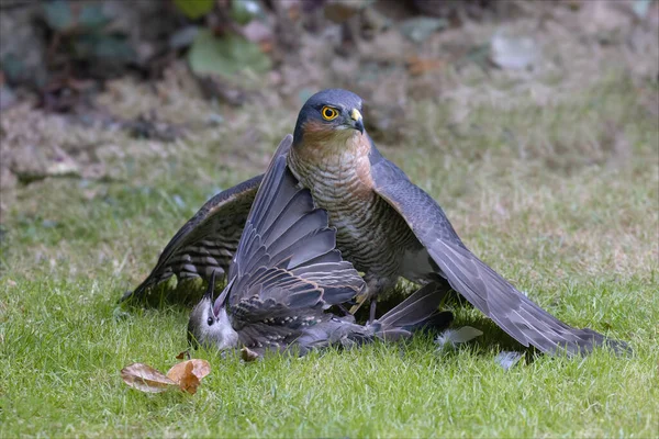 Sparrowhawk Grass Its Prey — Stock Photo, Image