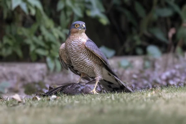 Sparrowhawk Relva Com Sua Presa — Fotografia de Stock