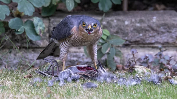 Sparrowhawk Grass Its Prey — Stock Photo, Image