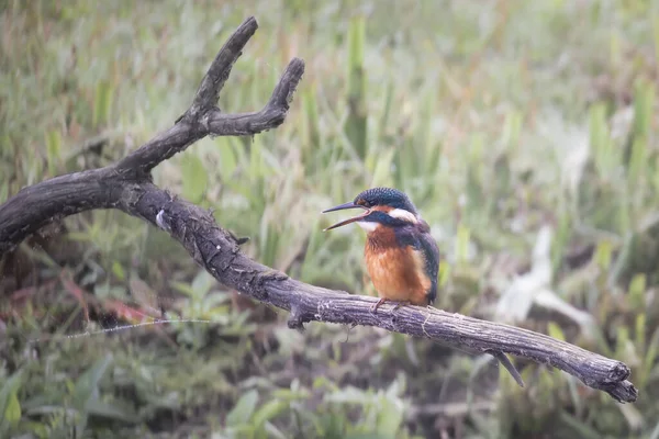 Kingfisher Alcedo Atthis Perché Sur Branche — Photo