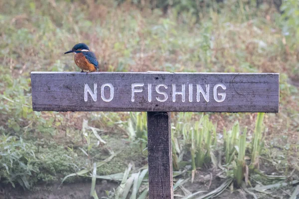 Kingfisher Alcedo Atthis Perché Sur Aucun Panneau Pêche — Photo