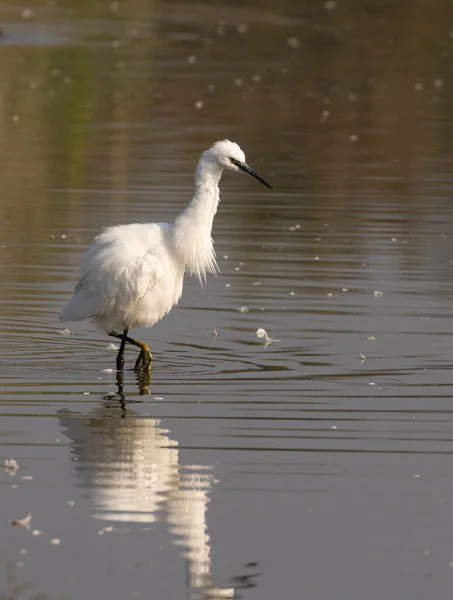 Ein Seidenreiher Steht See — Stockfoto