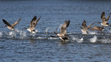 Kanada Kaz Sürüsü uçmak üzere