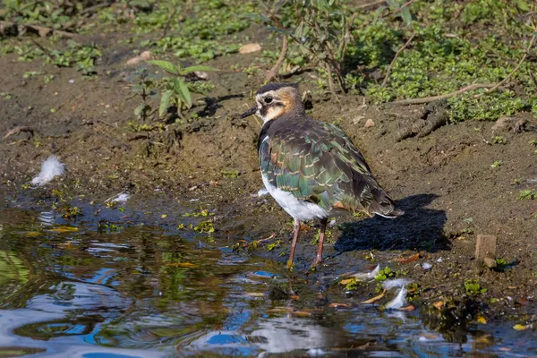 Variopinto Uccello Rampicante Piedi Una Riva Del Fiume — Foto Stock