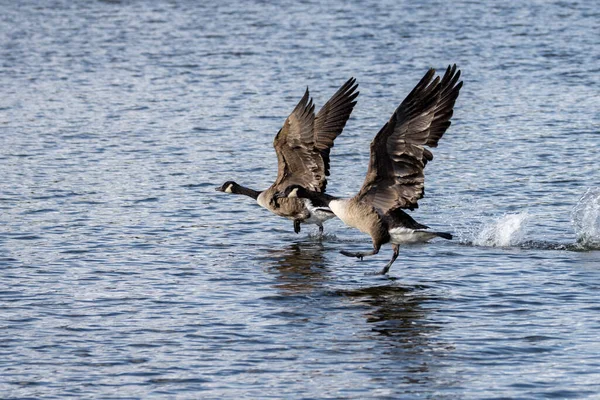 Ζευγάρι Του Καναδά Geese Για Την Πτήση — Φωτογραφία Αρχείου