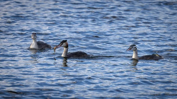Great Crested Grebe Feeding Chick Fish — Stock Photo, Image