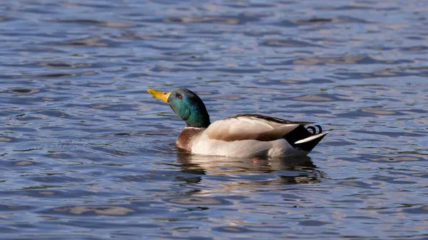 Färgglada Manliga Gräsand — Stockfoto