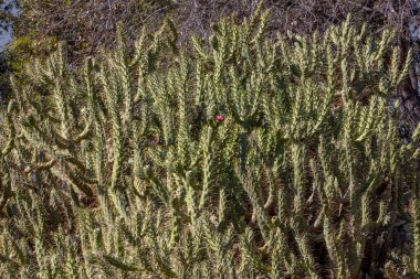 Kırmızı çiçekli kaktüs bitkisi