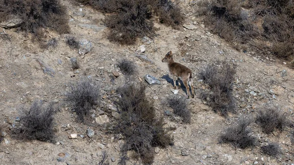 Wild Mountain Goat Ibex Mountains Southern Spain — Φωτογραφία Αρχείου