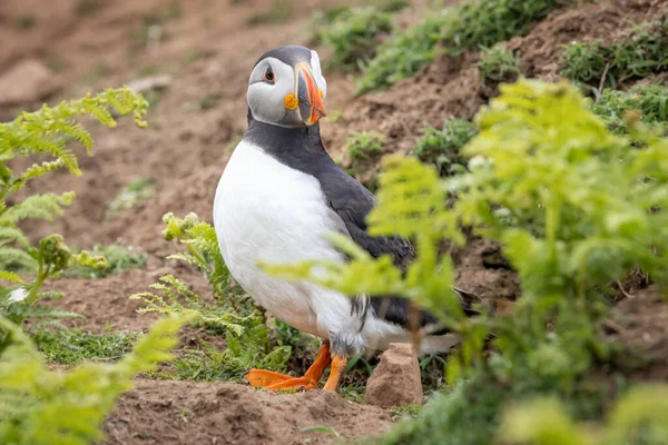 Gyönyörű Atlanti Puffin Fényképezte Vadonban Egy Szigeten Partjainál Egyesült Királyság — Stock Fotó