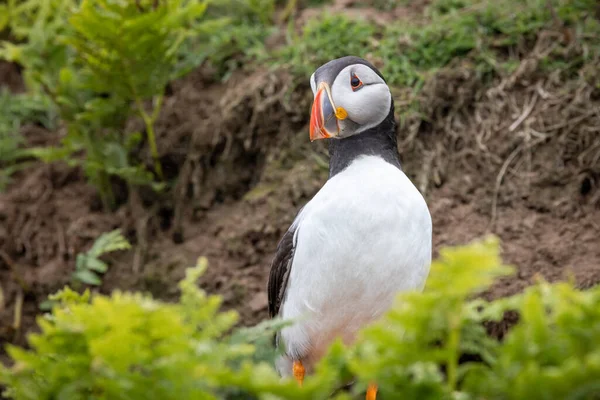 Krásný Atlantický Puffin Vyfocený Divočině Ostrově Pobřeží Velké Británie — Stock fotografie