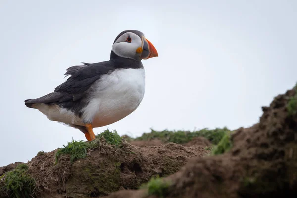 Gyönyörű Atlanti Puffin Fényképezte Vadonban Egy Szigeten Partjainál Egyesült Királyság — Stock Fotó